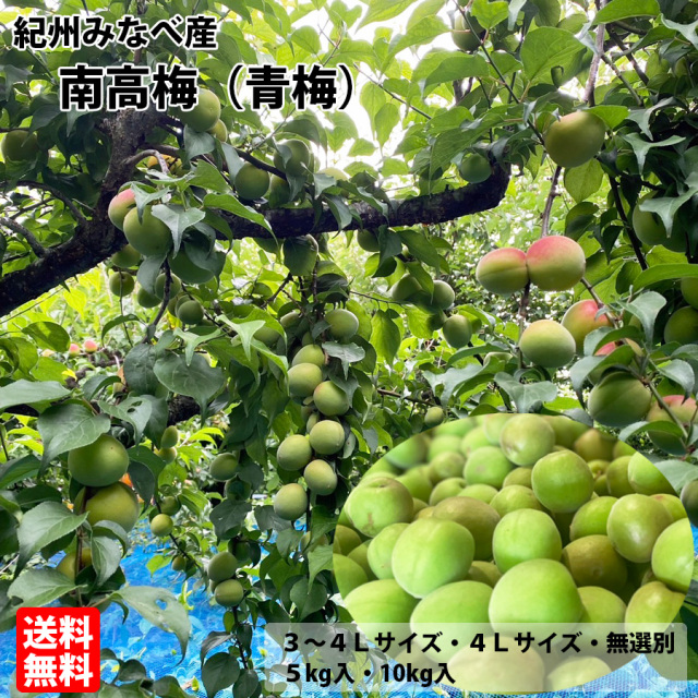 勝股農園_南高梅_青梅