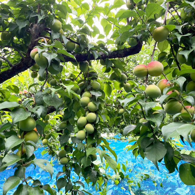 勝股農園_南高梅_青梅_梅畑