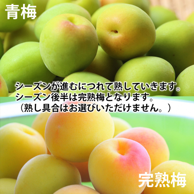 とれとれ市場オンラインショップ ｜ 紀州みなべ産 南高梅（青梅）勝股