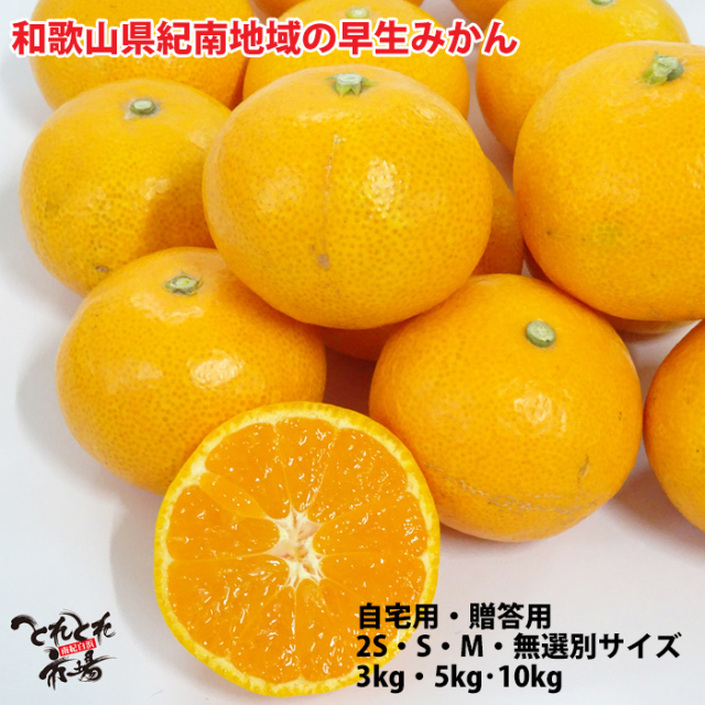 紀南の早生みかん