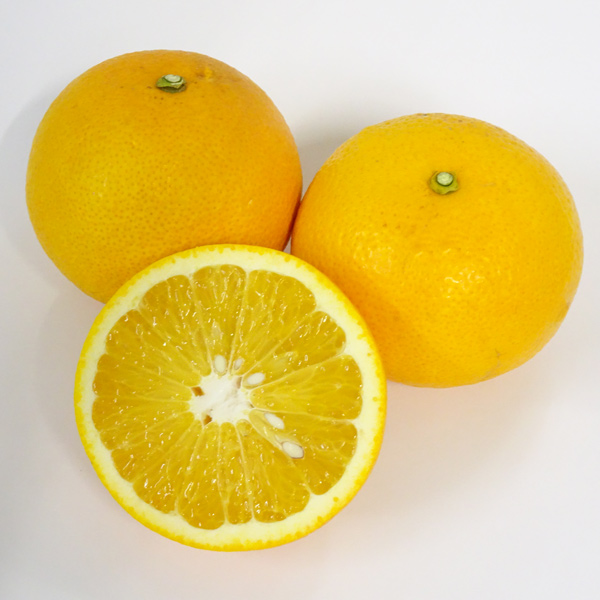 みかん屋のはっさく