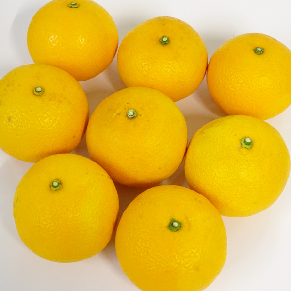 みかん屋のはっさく