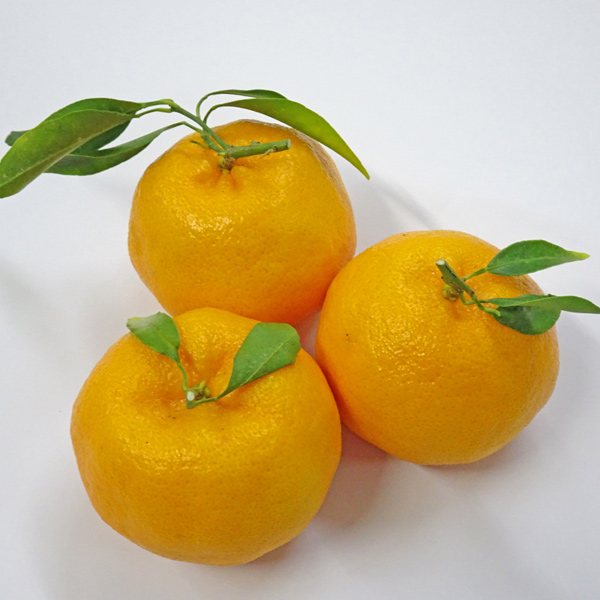 みかん屋のポンカン