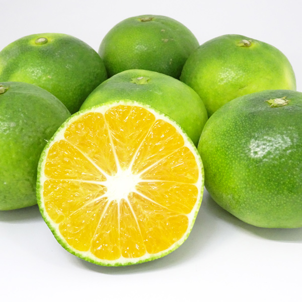 中山さんの極早生みかん