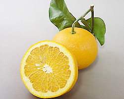 中山さんの紅八朔