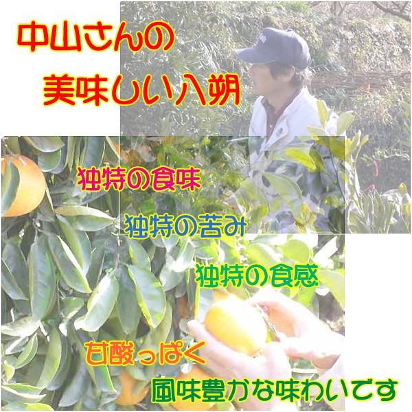 中山さんの八朔