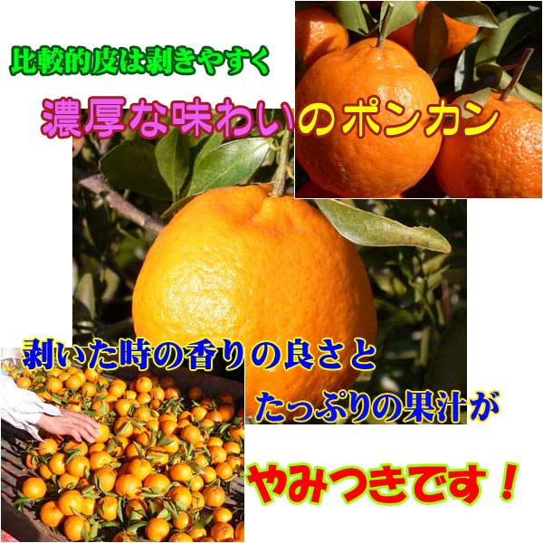 中山さんのポンカン