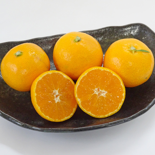 お届日指定不可 坂下農園の大坊みかん（和歌山県田辺市大坊地区の温州