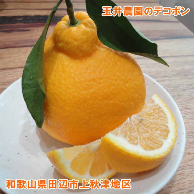 玉井農園のデコポン