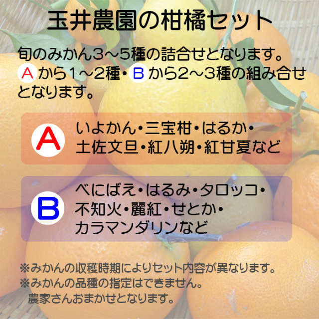 玉井農園の柑橘セット