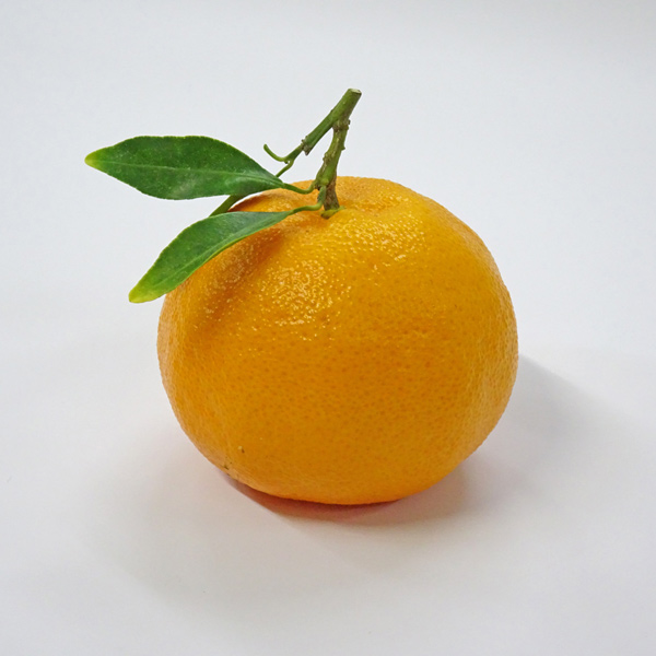 みかん屋のポン柑