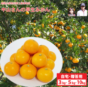 中山さんの早生みかん