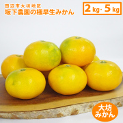 坂下農園の極早生みかん