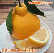 玉井農園のデコポン