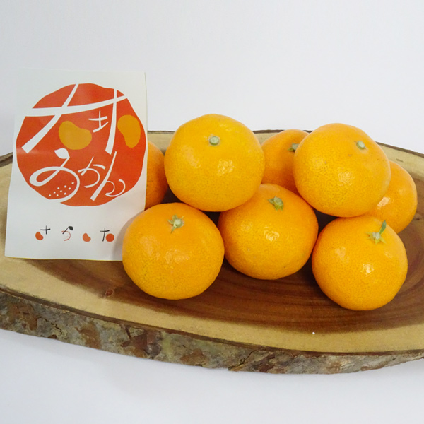 お届日指定不可 坂下農園の大坊みかん（和歌山県田辺市大坊地区の温州