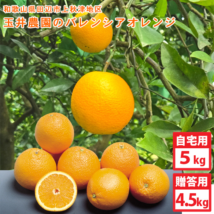玉井農園のバレンシアオレンジ