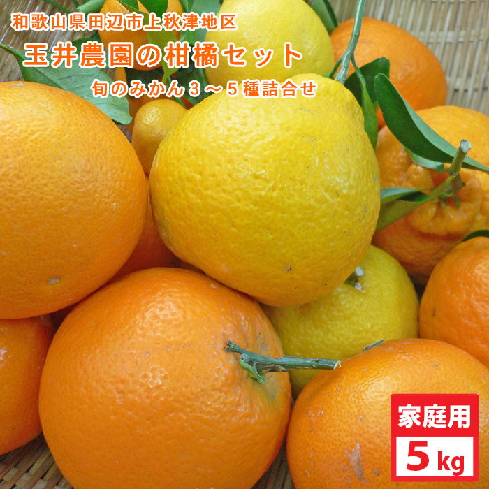 玉井農園の柑橘セット