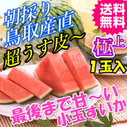 直ちゃんの小さくても甘さ満点シャリシャリ極上小玉すいか１玉 送料無料(鳥取 産地直送 ご当地グルメ　特産品 名産 プレゼント ギフト 進物 お祝い 誕生日 還暦祝い 退職祝い 通販 贈り物 お中元 ご贈答品 快気祝い お見舞い 鳥取 新築祝い 疲労回復)