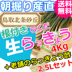 らっきょうとラッキョウ酢セット|鳥取北条砂丘から朝掘りしたらくだらっきょう4ｋｇと老舗のらっきょう酢3Ｌ|根付き||砂付き|土付き|送料無料|通販|お取り寄せ
