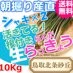 らっきょう|ラッキョウ|鳥取北条砂丘から朝掘り直送|シャキシャキらくだらっきょう10ｋｇ|根付き||砂付き|土付き|送料無料|通販|お取り寄せ