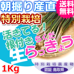 鳥取北条砂丘の特別栽培らくだらっきょう １ｋｇ（送料無料 特産品 ご当地グルメ ご贈答品）