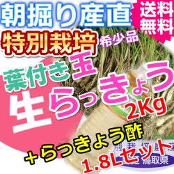 鳥取北条砂丘の特別栽培玉らっきょう２ｋｇとらっきょう酢1.8Lセット （送料無料 特産品 ご当地グルメ ご贈答品）