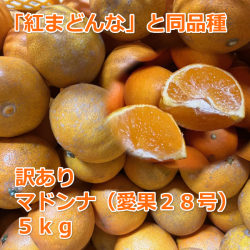大人気愛媛産マドンナ　愛果２８号　訳あり５ｋｇ