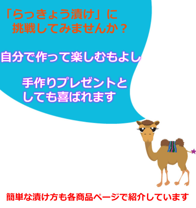 らくだらっきょう　吹き出し　らくだ