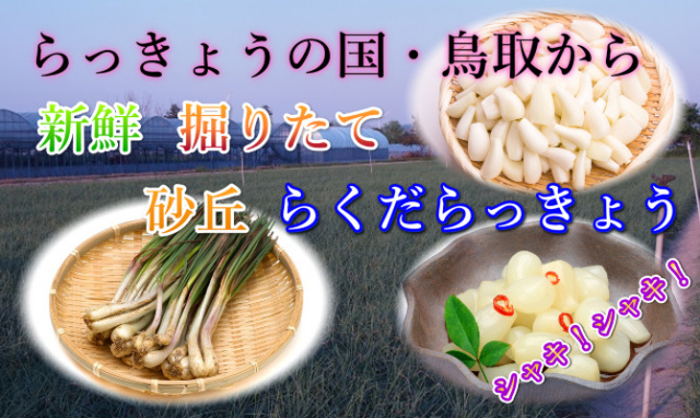鳥取 らっきょう ラッキョウ 国産 産地直送 産直 野菜 やさい お取り寄せ グルメ プレゼント ギフト 旬 お中元 とれとれ十八番 通販