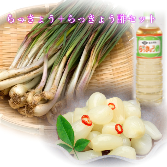 鳥取 らっきょう ラッキョウ 国産 産地直送 産直 野菜 やさい お取り寄せ グルメ プレゼント ギフト 旬 お中元 とれとれ十八番 通販