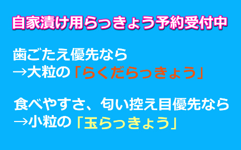 鳥取 らっきょう ラッキョウ 国産 産地直送 産直 野菜 やさい お取り寄せ グルメ プレゼント ギフト 旬 お中元 とれとれ十八番 通販