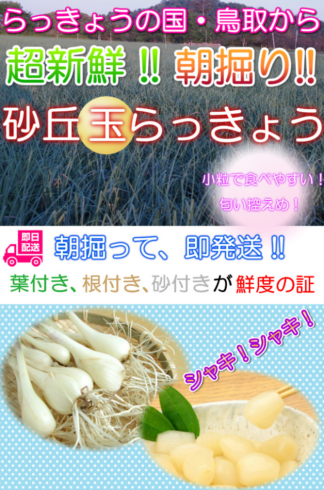 鳥取 らっきょう ラッキョウ 国産 産地直送 産直 野菜 やさい お取り寄せ グルメ プレゼント ギフト 旬 お中元 とれとれ十八番 通販