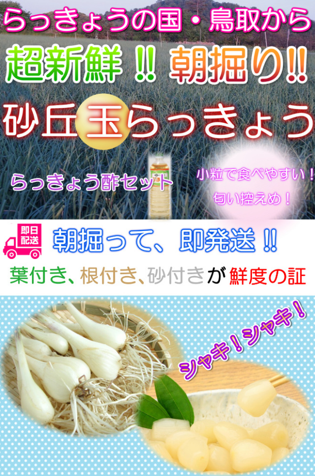 鳥取 らっきょう ラッキョウ 国産 産地直送 産直 野菜 やさい お取り寄せ グルメ プレゼント ギフト 旬 お中元 とれとれ十八番 通販