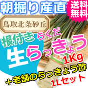 らっきょうとラッキョウ酢セット|鳥取北条砂丘から朝掘りしたらくだらっきょう１ｋｇと老舗のらっきょう酢１Ｌ|根付き||砂付き|土付き|送料無料|通販|お取り寄せ