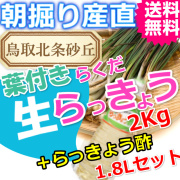 らっきょうとラッキョウ酢セット|鳥取北条砂丘から朝掘りしたらくだらっきょう2ｋｇとらっきょう酢1.8Ｌ|根付き||砂付き|土付き|送料無料|通販|お取り寄せ