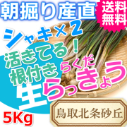 らっきょう|ラッキョウ|鳥取北条砂丘から朝掘り直送|シャキシャキらくだらっきょう5ｋｇ|根付き||砂付き|土付き|送料無料|通販|お取り寄せ