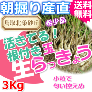 楽天市場】鳥取 砂丘 らっきょう lサイズの通販