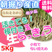 【希少】鳥取県産　玉らっきょう　5kg 楽天市場】【8/1限定！全額ポイントバックの大チャンス】土