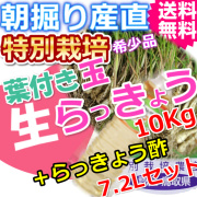 鳥取北条砂丘の特別栽培玉らっきょう10ｋｇとらっきょう酢7.2Lセット （送料無料 特産品 ご当地グルメ ご贈答品）