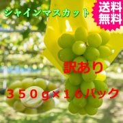 味は最高訳ありシャインマスカット16パック　送料無料（鳥取産）