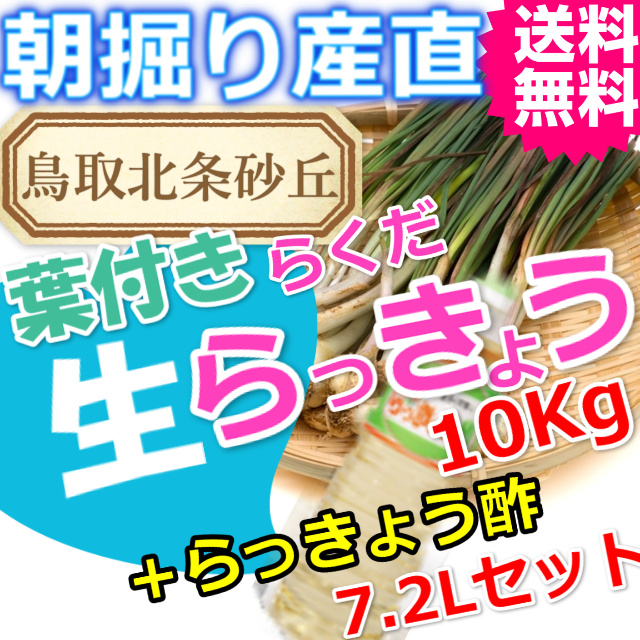 らっきょうとラッキョウ酢セット|鳥取北条砂丘から朝掘りしたらくだらっきょう10ｋｇとらっきょう酢7.2Ｌ|根付き||砂付き|土付き|送料無料|通販|お取り寄せ