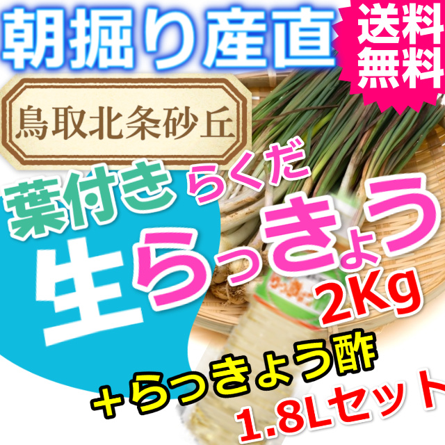 らっきょうとラッキョウ酢セット|鳥取北条砂丘から朝掘りしたらくだらっきょう2ｋｇとらっきょう酢1.8Ｌ|根付き||砂付き|土付き|送料無料|通販|お取り寄せ
