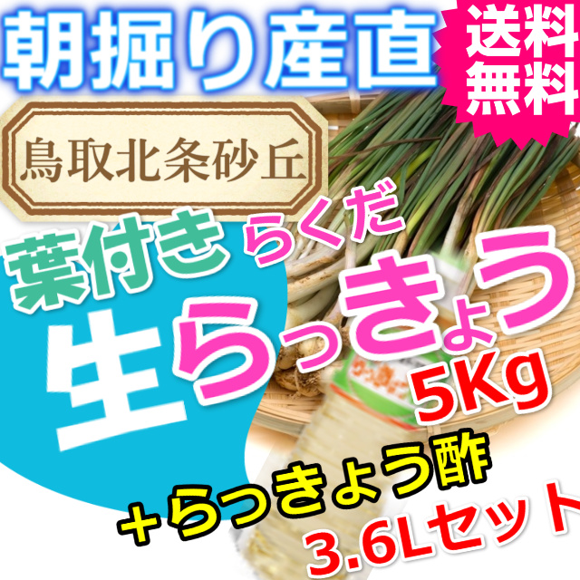 らっきょうとラッキョウ酢セット|鳥取北条砂丘から朝掘りしたらくだらっきょう5ｋｇとらっきょう酢3.6Ｌ|根付き||砂付き|土付き|送料無料|通販|お取り寄せ
