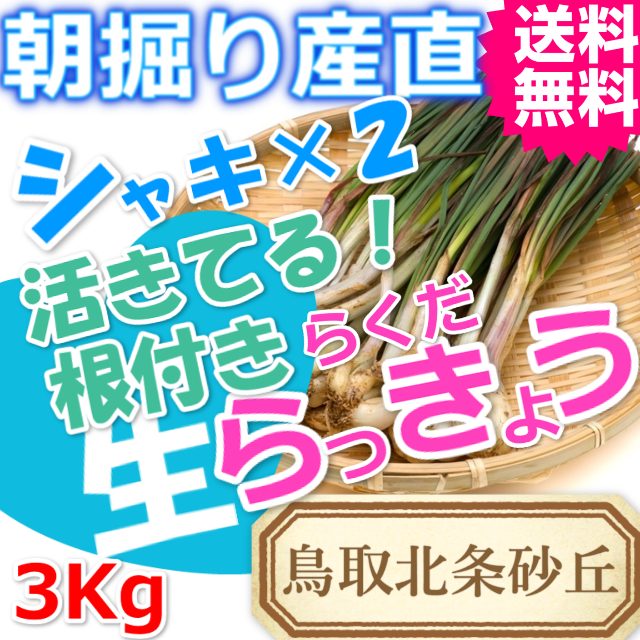 らっきょう|ラッキョウ|鳥取北条砂丘から朝掘り直送|シャキシャキらくだらっきょう3ｋｇ|根付き||砂付き|土付き|送料無料|通販|お取り寄せ