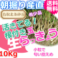 鳥取朝掘り直送パリパリ食感玉らっきょう10kg 送料無料(根付き 土付き 砂付き ラッキョウ お取り寄せ ご当地グルメ ご贈答)