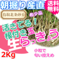 鳥取朝掘り直送パリパリ食感玉らっきょう2kg 送料無料(根付き 土付き 砂付き ラッキョウ お取り寄せ ご当地グルメ ご贈答)