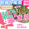 鳥取朝掘り直送パリパリ食感玉らっきょう4kg 送料無料(根付き 土付き 砂付き ラッキョウ お取り寄せ ご当地グルメ ご贈答)