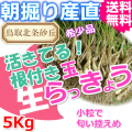 鳥取朝掘り直送パリパリ食感玉らっきょう5kg 送料無料(根付き 土付き 砂付き ラッキョウ お取り寄せ ご当地グルメ ご贈答)