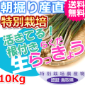 鳥取北条砂丘の特別栽培らくだらっきょう １０ｋｇ（送料無料 特産品 ご当地グルメ ご贈答品）