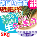 鳥取北条砂丘の特別栽培らくだらっきょう 5ｋｇ（送料無料 特産品 ご当地グルメ ご贈答品）